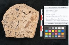 Foto (Objekt + Etikett) von Callitris brongniartii Endl. (NHMW-GEO-2024-0188-8222)